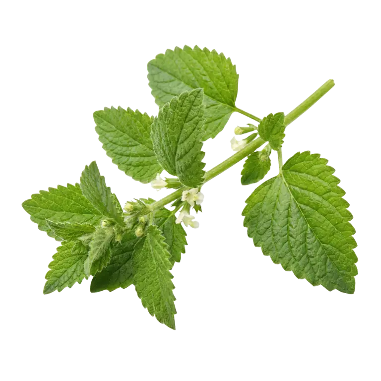 Lemon Balm