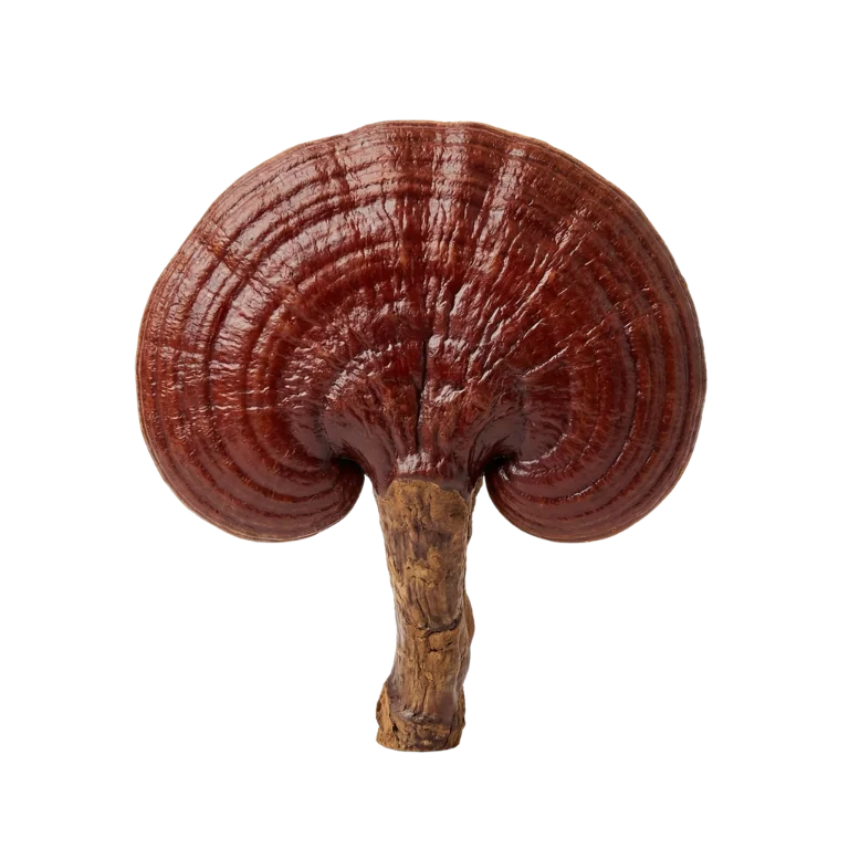 Reishi Mushroom