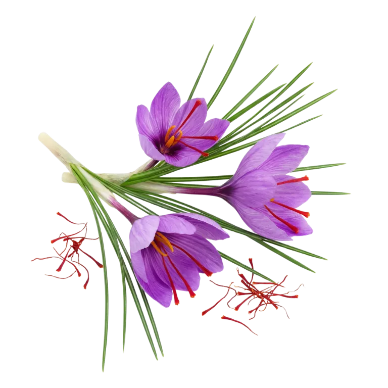 Saffron Extract